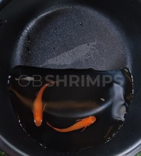 Medaka Red King 2 coppie /