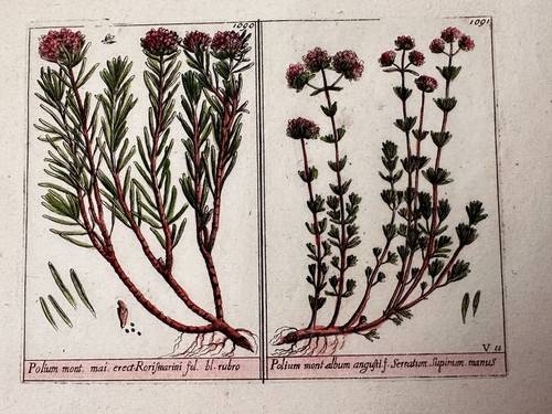Piatto originale xix secolo - piatto,