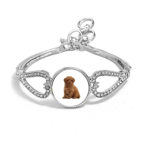 Toy poodle dog - poodle, pet