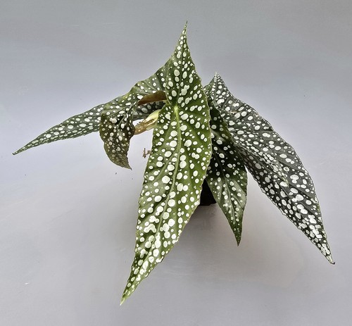 Bellissima begonia white ice - bellissima,