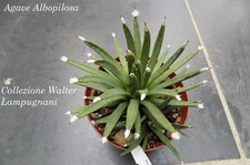 agave Albopilosa cm 8/10