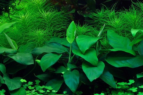 Pianta per acquario anubias - pianta,