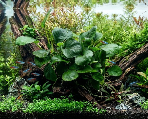 Anubias barteri coin leaf - barteri,