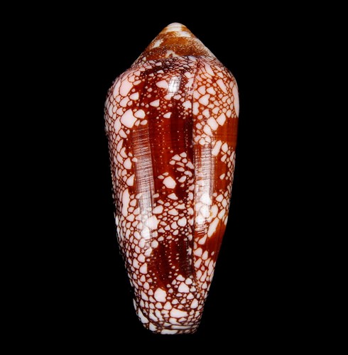 Conchiglia conus magnificus - -,