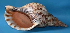 SEA SHELL  - RANELLIDAE