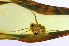 Formicidae Formica flori