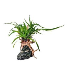 AquaOne Microsorum pianta su