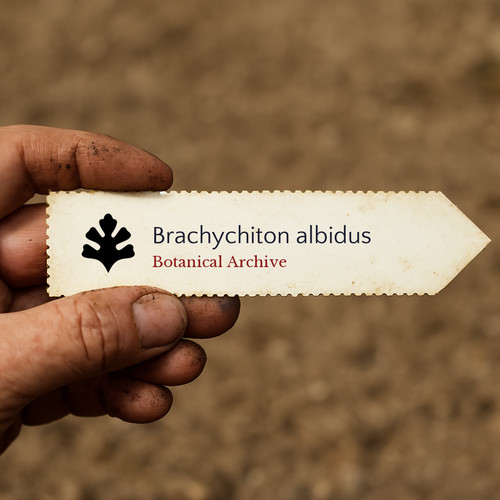 Brachychiton albidus seeds - brachychiton,