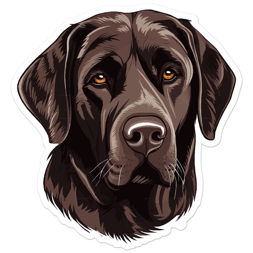 Chocolate labrador dog - dog,