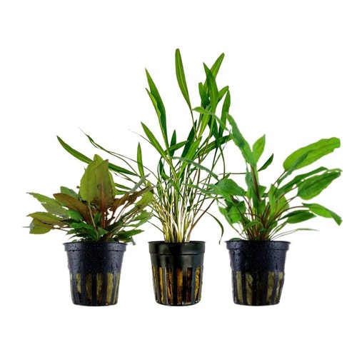 Cryptocoryne set con piante - cryptocoryne,
