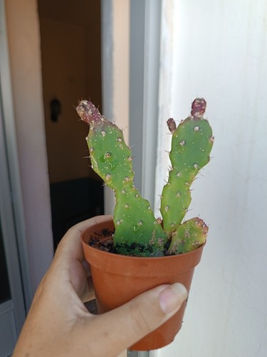 Opuntia brasiliensis con raíz - brasiliensis,