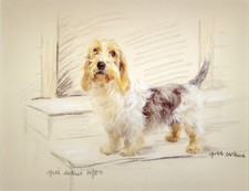 Basset griffon vendeen - basset, petit