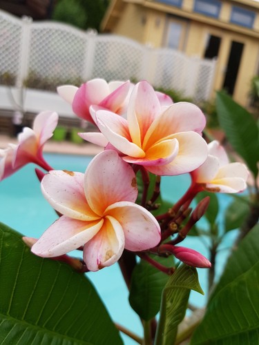 Frangipani plumeria divine - plumeria,