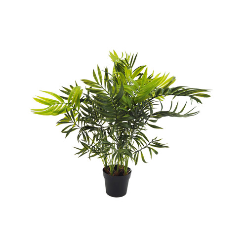 Pianta palma nana - nana, chamerox
