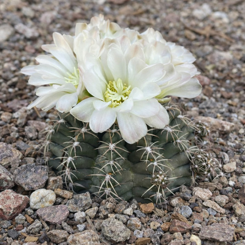Gymnocalycium maznetteri seeds - maznetteri,