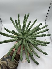 Euphorbia inermis pianta - euphorbia,