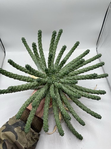 Euphorbia inermis pianta - inermis,