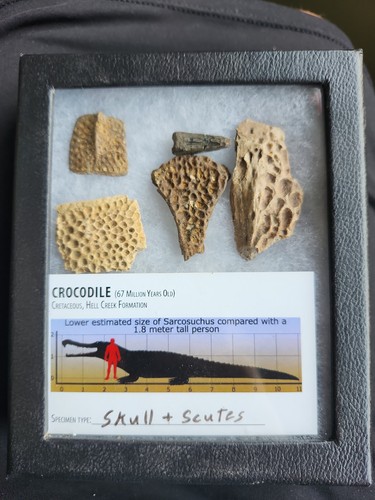 Fossili coccodrillo - di,