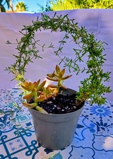 N. 1 Vaso con Composizioni