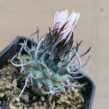 Turbinicarpus Schmiedich. Ssp