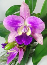 Spruzzi Cattleya