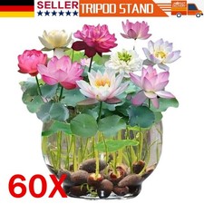 150pcs semi lotus - 30-150pcs,