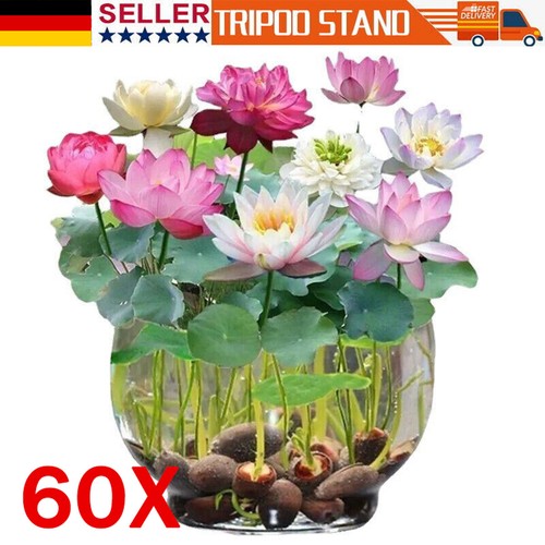 150pcs semi lotus mix - semi,