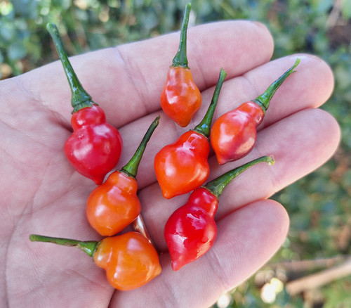 Semi peperoncino cabaca - di,