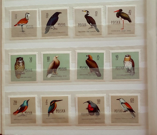 Set fauna selvatica uccellini - fauna,