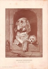 Compagni di casa disuguali - Edwin Landseer - 1893 - Storico. Stampa artistica ~22x31cm