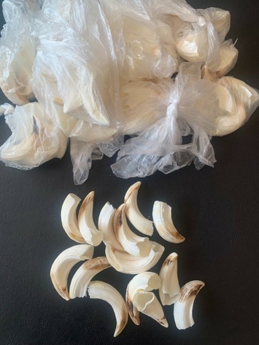 Denti cinghiale haderer - 2,