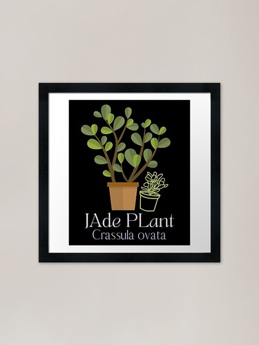 Pianta giada crassula - pianta,