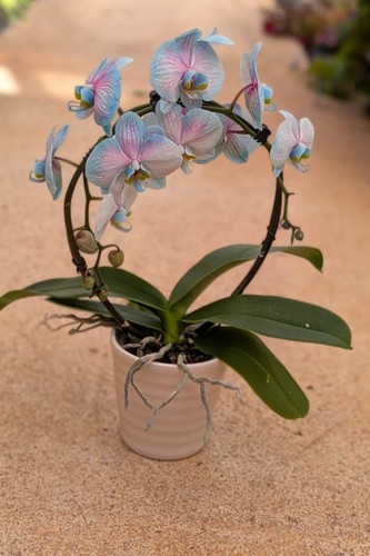 Pianta vera orchidea - di,