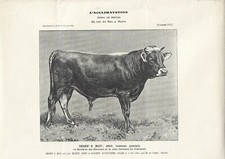 Stampa antica TORO di razza