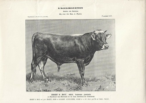 Stampa antica toro razza - antica,