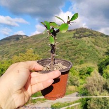 ?❤️Vaso Ø 9 Cm Pianta EUPHORBIA MILII Fiore Rosso Corona di Cristo ❤️?+Omaggio