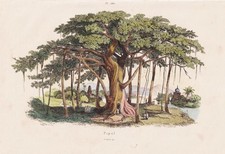Fico pioppo ficus religioso fichi incisione acciaio Guerin-Meneville 1838