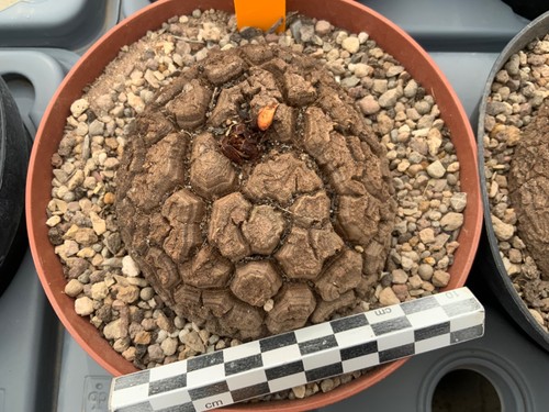 165 dioscorea elephantipes - 165,