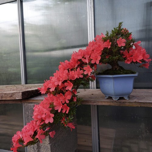 Bonsai giapponese azalea - bonsai,