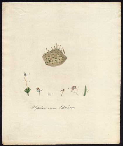 Stampa antica tappo - stampa, capelli
