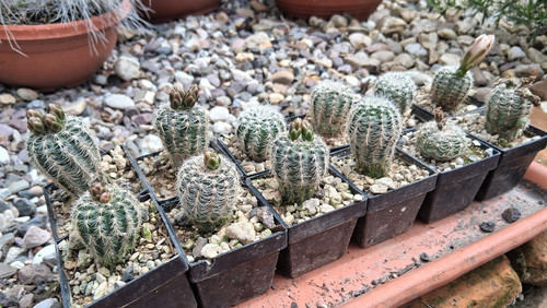 Pezzi gymnocalycium bruchii - 2,