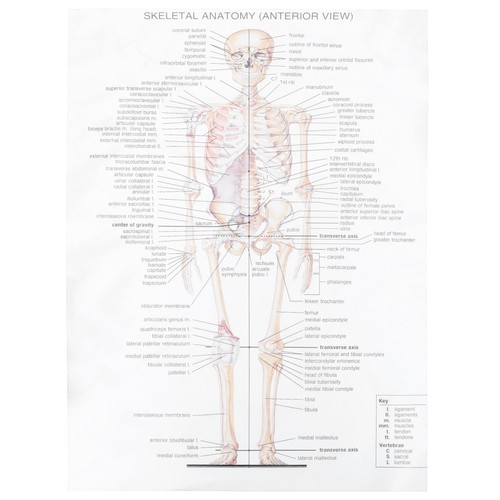 1pc anatomical poster anatomia - poster,