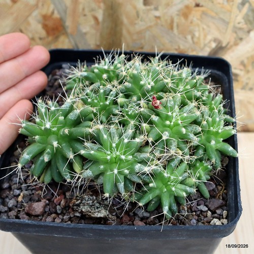 Mammillaria longimamma