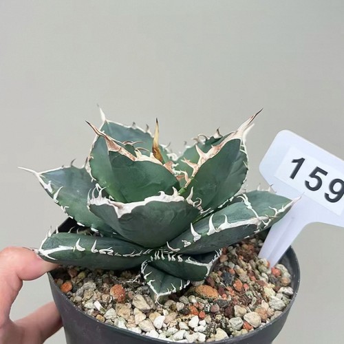 1pz 8cm coltivazione semi - 1pz, 7-8cm