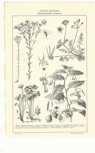 Vecchia stampa piante - vecchia,