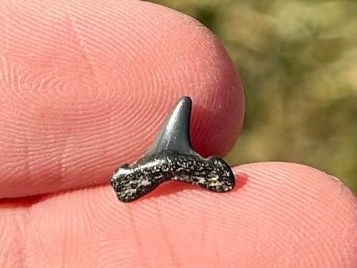 Belgio sabbia fossile - sabbia,