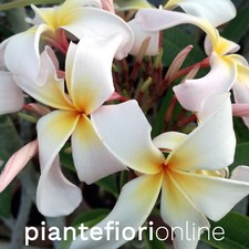 Plumeria SARIAH'S CURLY PINK Cutting & Plant - frangipani rosa pomelia gelsomino