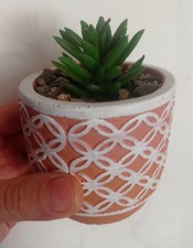 Piantina In Vasetto Di Cemento - Spedizione 24H 