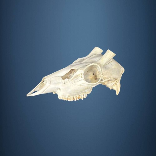 604sku teschio cervo sika - teschio,