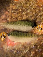 Mosche 2 V taglia 3/0 Ultimate